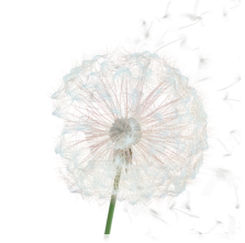 Цветение березы, злаков, маревых, крапивы, полыни, амброзии, ромашки